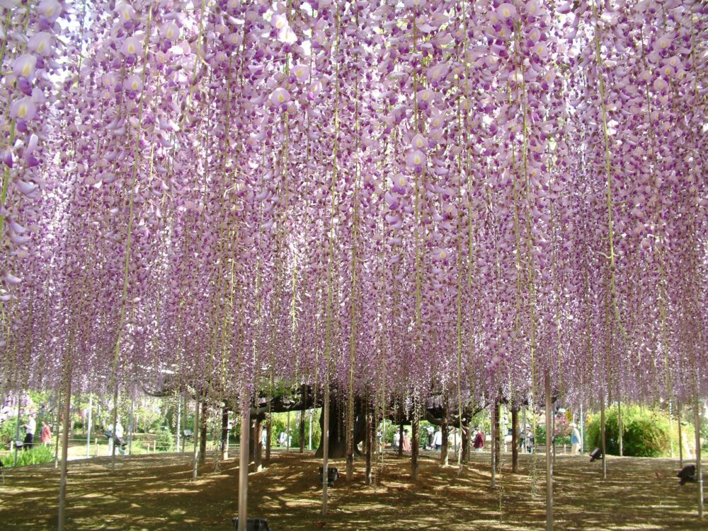 Ashikaga Flower Park