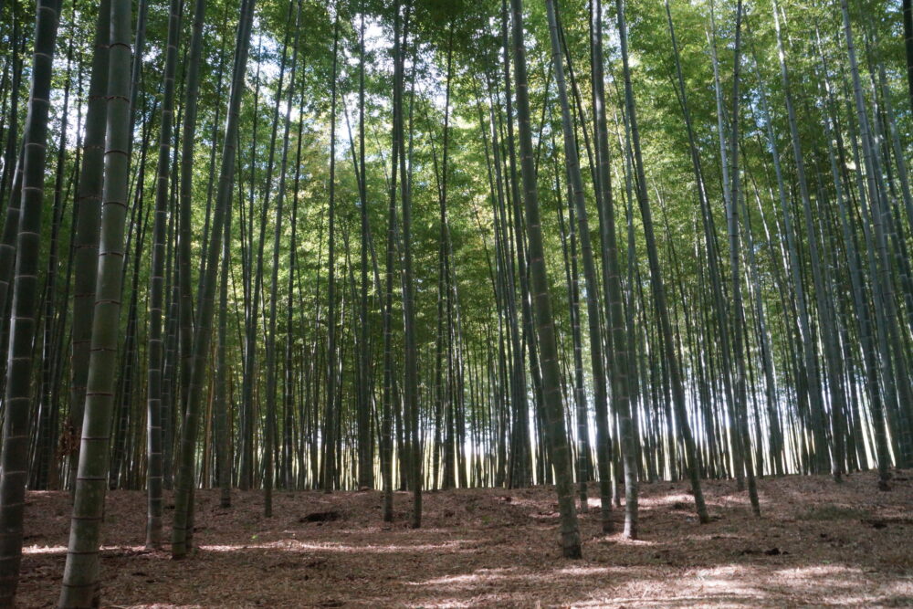 Wakatake no Moriwakayama Farm