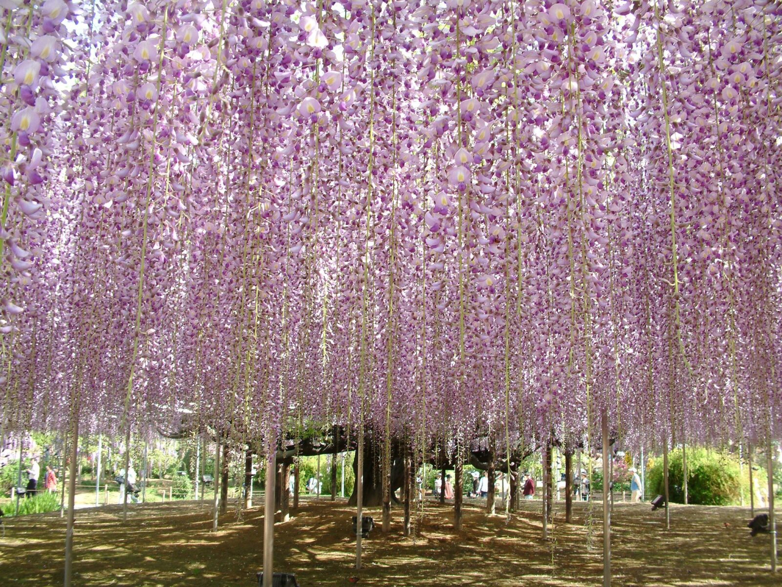 Ashikaga Flower Park | Grand Mercure Nasu Highlands Resort & Spa [Official]