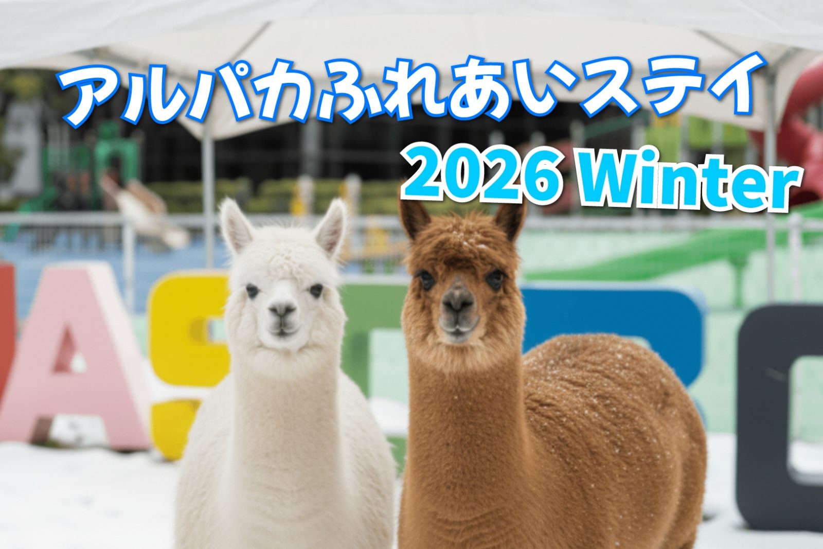 Image of Alpaca Visiting Event