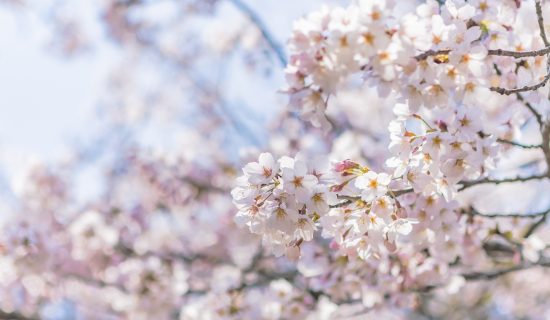 Image of a lounge event with the theme of cherry blossoms to enjoy in the spring garden