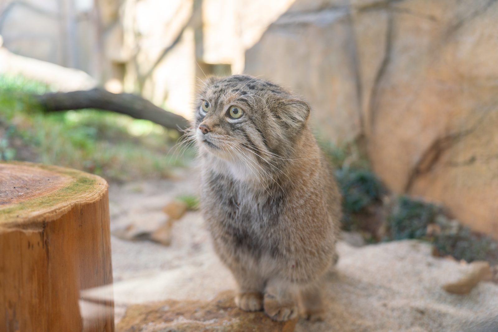 那須動物王國|那須高原美爵溫泉度假酒店【官方】