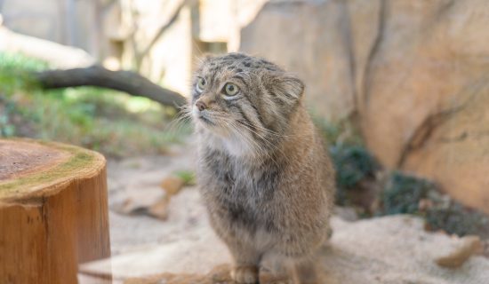 那須動物王國