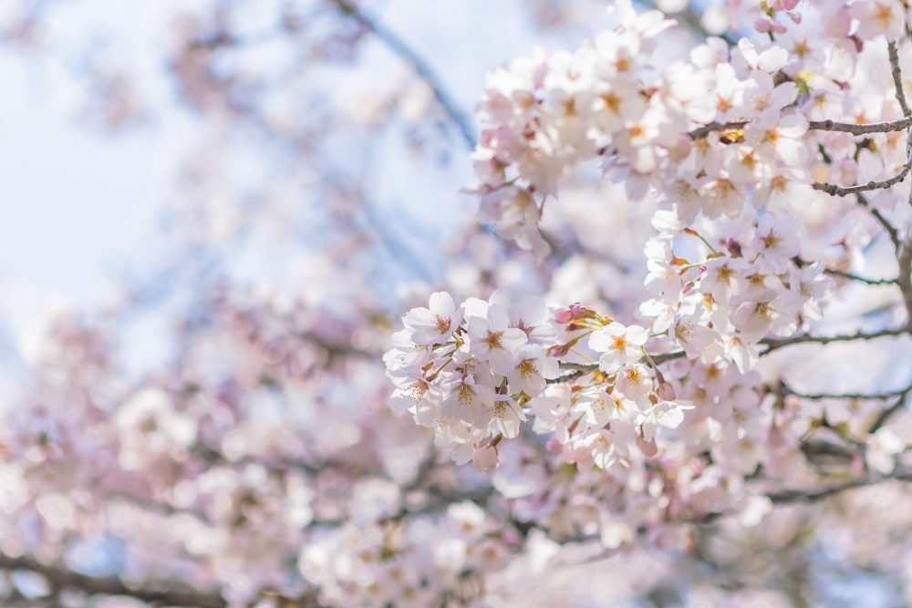春の桜ガーデンラウンジ